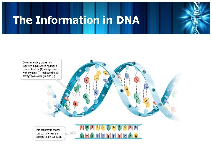 The Information in DNA 