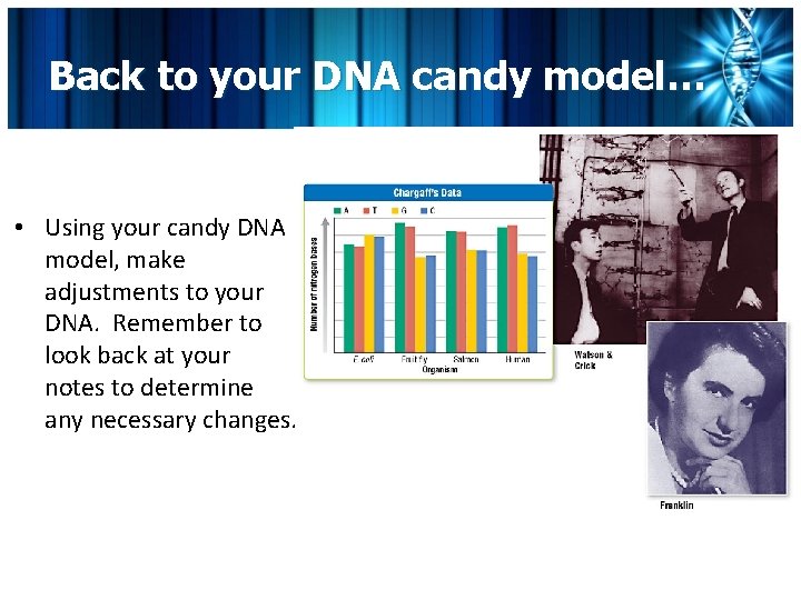 Back to your DNA candy model… • Using your candy DNA model, make adjustments