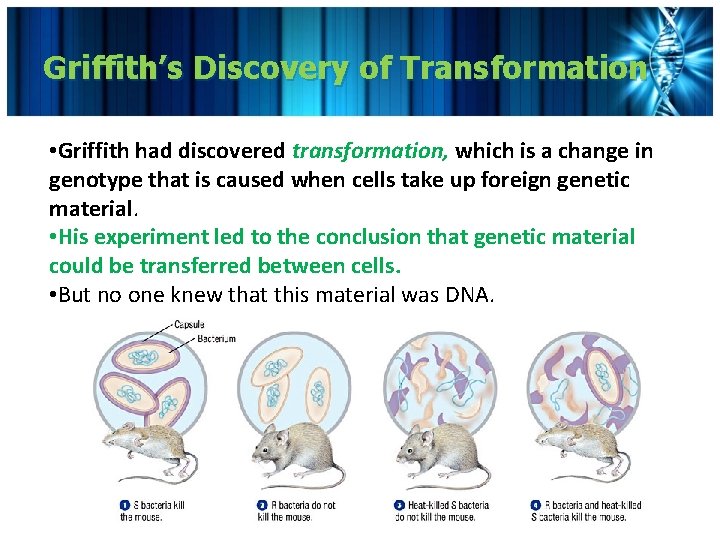 Griffith’s Discovery of Transformation • Griffith had discovered transformation, which is a change in