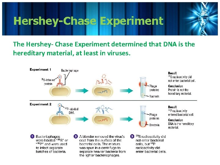 Hershey-Chase Experiment The Hershey- Chase Experiment determined that DNA is the hereditary material, at