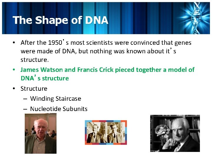 The Shape of DNA • After the 1950’s most scientists were convinced that genes