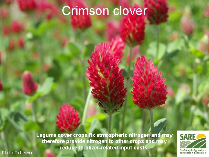 Crimson clover Photo: Rob Myers Legume cover crops fix atmospheric nitrogen and may therefore