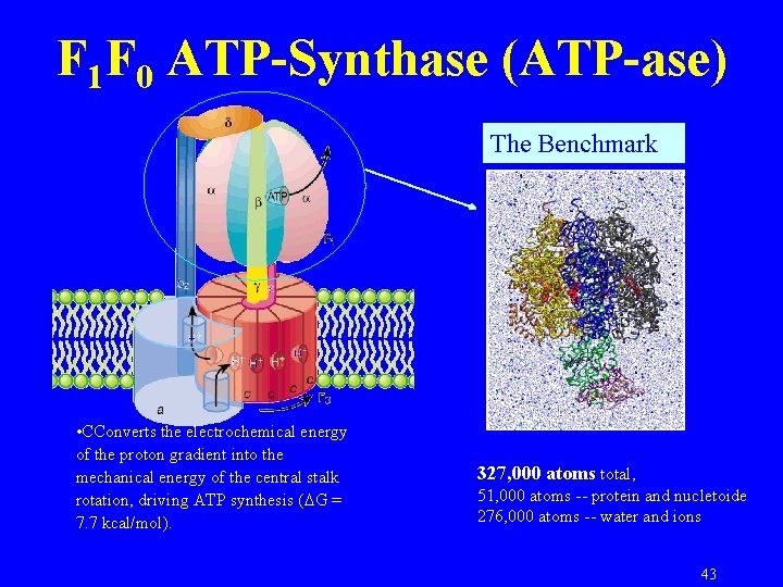 F 1 F 0 ATP-Synthase (ATP-ase) The Benchmark • CConverts the electrochemical energy of