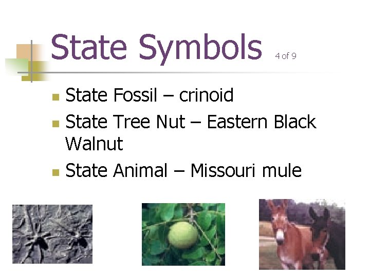 State Symbols 4 of 9 State Fossil – crinoid n State Tree Nut –