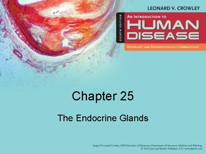 Chapter 25 The Endocrine Glands 