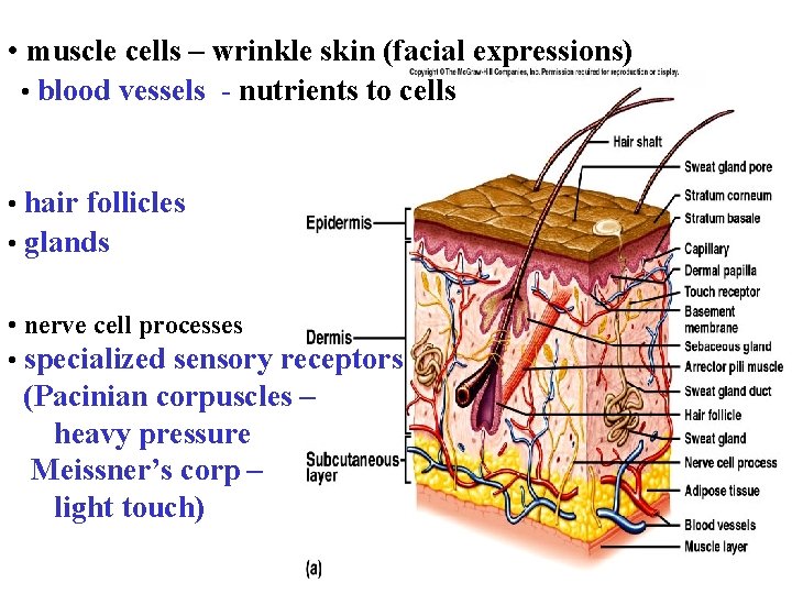  • muscle cells – wrinkle skin (facial expressions) • blood vessels - nutrients