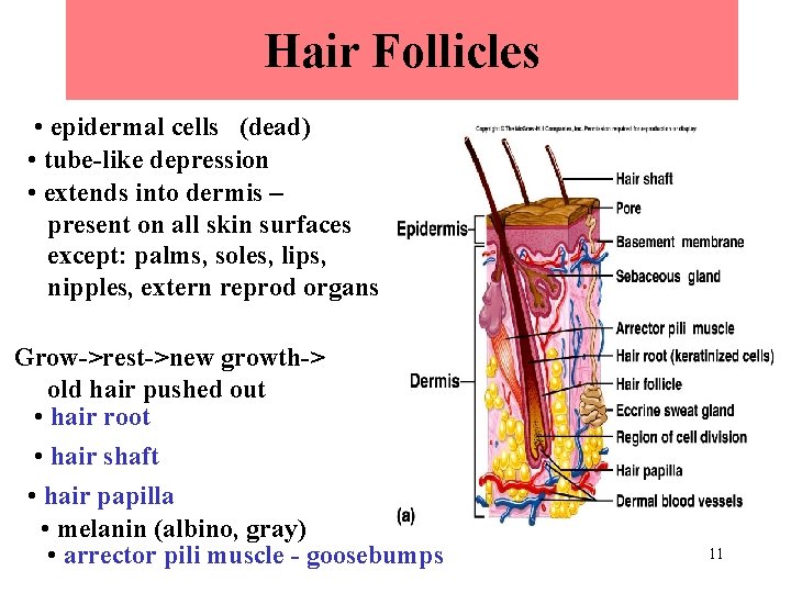 Hair Follicles • epidermal cells (dead) • tube-like depression • extends into dermis –