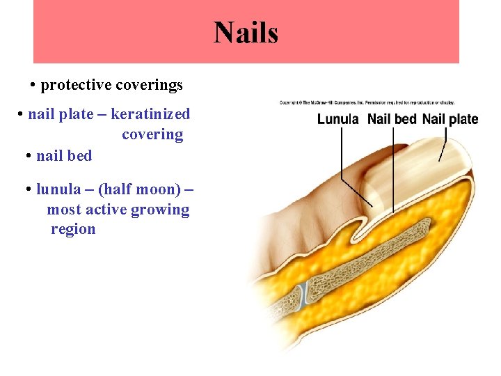 Nails • protective coverings • nail plate – keratinized covering • nail bed •