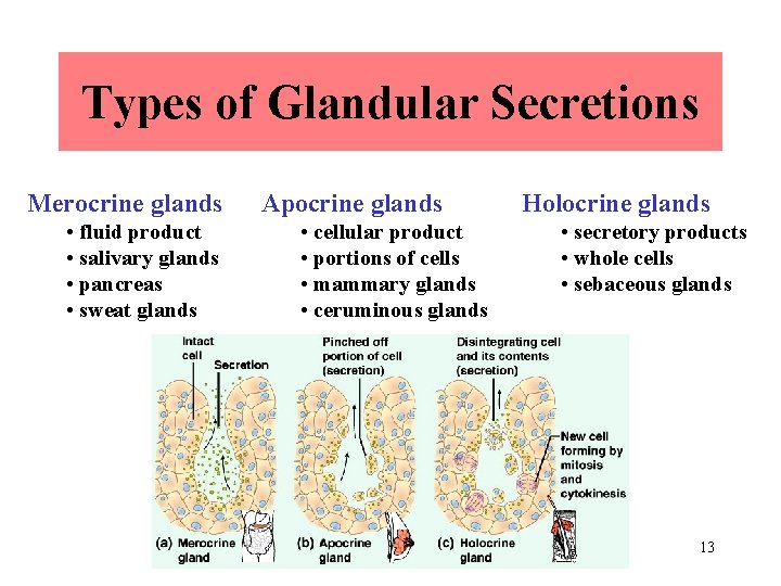 Types of Glandular Secretions Merocrine glands • fluid product • salivary glands • pancreas