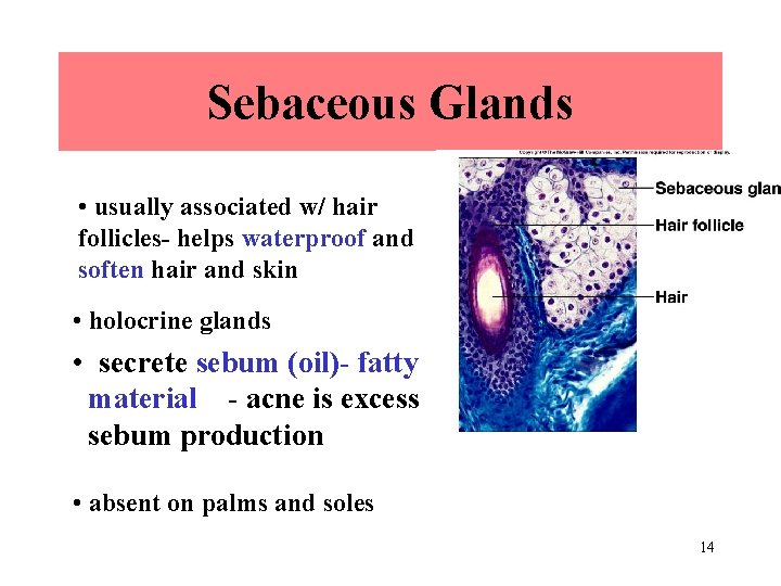 Sebaceous Glands • usually associated w/ hair follicles- helps waterproof and soften hair and