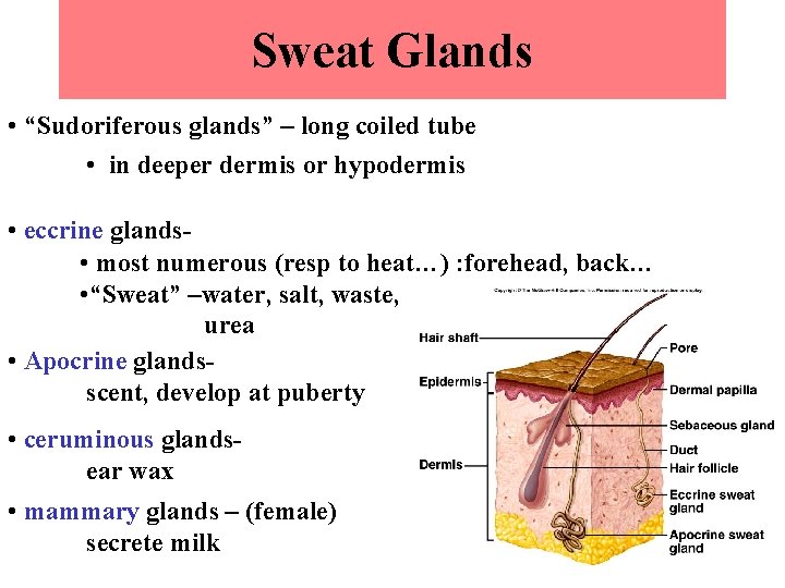 Sweat Glands • “Sudoriferous glands” – long coiled tube • in deeper dermis or