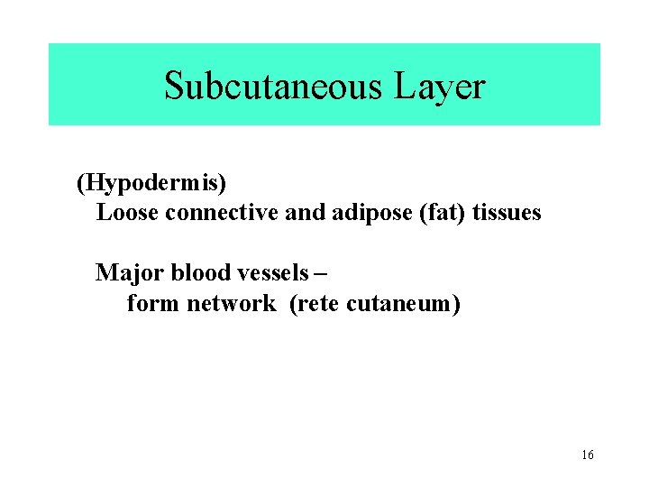 Subcutaneous Layer (Hypodermis) Loose connective and adipose (fat) tissues Major blood vessels – form