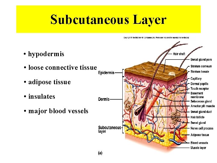 Subcutaneous Layer • hypodermis • loose connective tissue • adipose tissue • insulates •