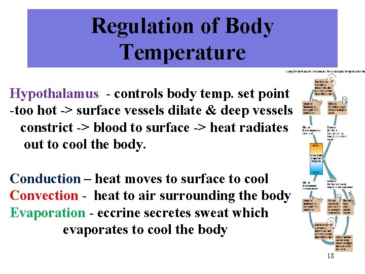 Regulation of Body Temperature Hypothalamus - controls body temp. set point -too hot ->