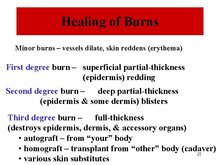 Healing of Burns Minor burns – vessels dilate, skin reddens (erythema) First degree burn