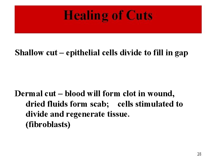 Healing of Cuts Shallow cut – epithelial cells divide to fill in gap Dermal