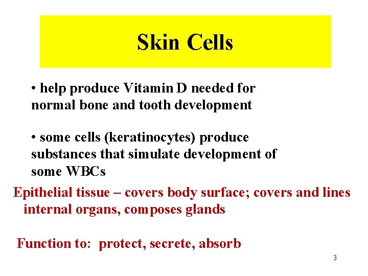 Skin Cells • help produce Vitamin D needed for normal bone and tooth development