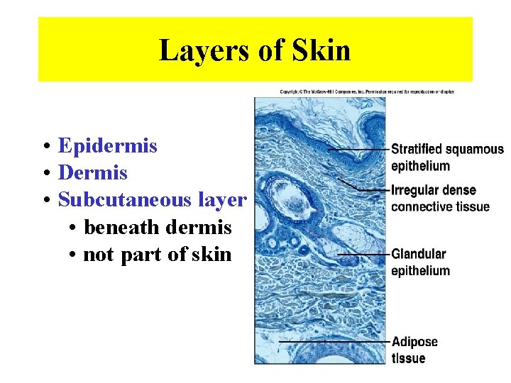 Layers of Skin • Epidermis • Dermis • Subcutaneous layer • beneath dermis •