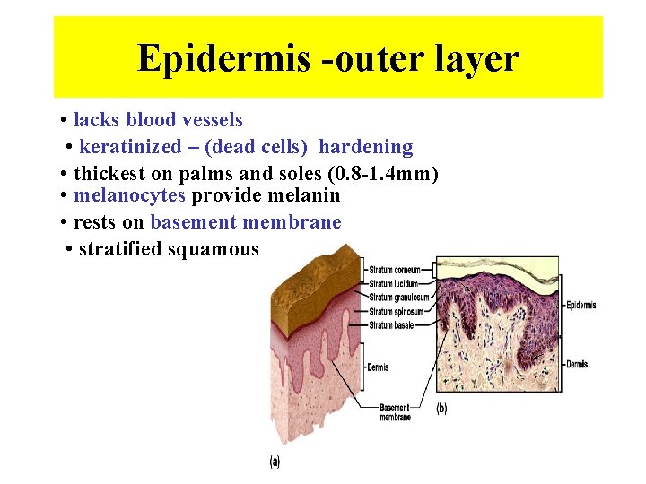 Epidermis -outer layer • lacks blood vessels • keratinized – (dead cells) hardening •