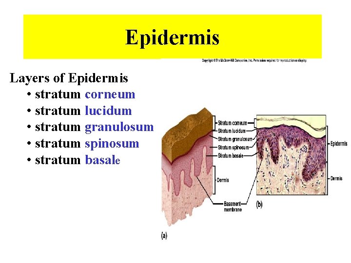 Epidermis Layers of Epidermis • stratum corneum • stratum lucidum • stratum granulosum •