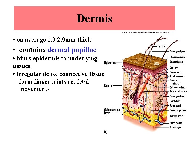 Dermis • on average 1. 0 -2. 0 mm thick • contains dermal papillae