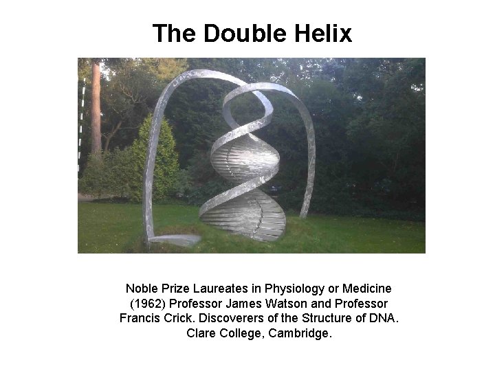 The Double Helix Noble Prize Laureates in Physiology or Medicine (1962) Professor James Watson