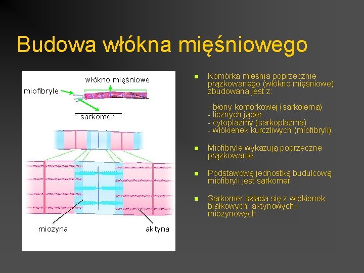 Budowa włókna mięśniowego włókno mięśniowe n miofibryle - błony komórkowej (sarkolema) - licznych jąder