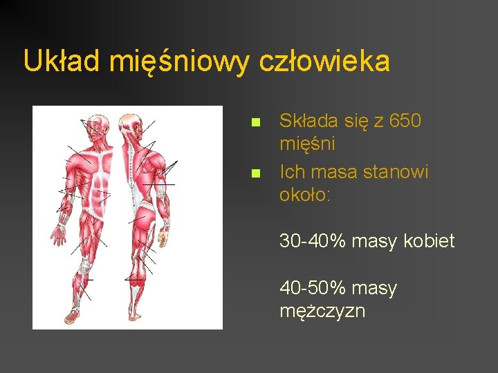 Układ mięśniowy człowieka n n Składa się z 650 mięśni Ich masa stanowi około: