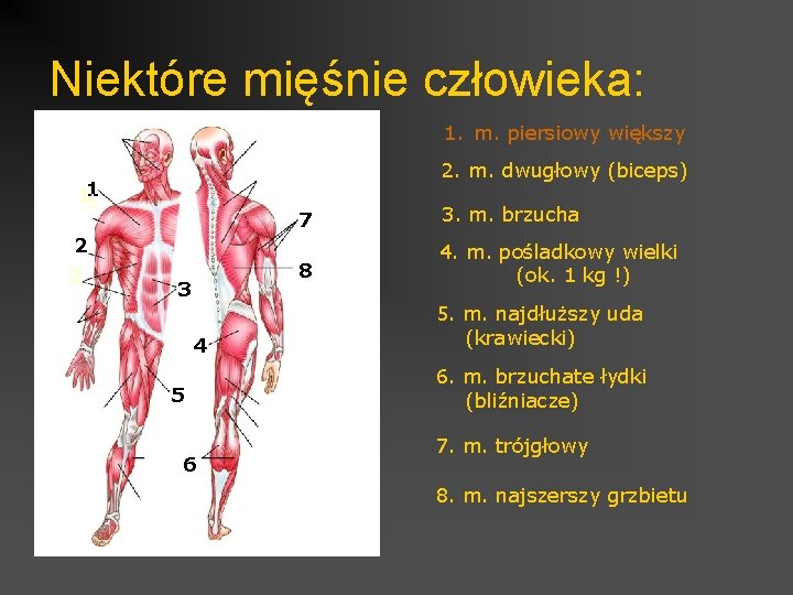 Niektóre mięśnie człowieka: 1. m. piersiowy większy 2. m. dwugłowy (biceps) 1 11 1