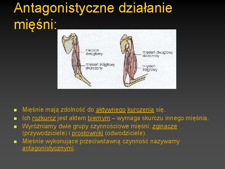 Antagonistyczne działanie mięśni: n n Mięśnie mają zdolność do aktywnego kurczenia się. Ich rozkurcz