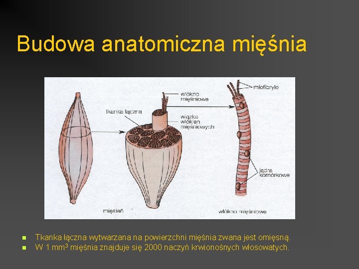 Budowa anatomiczna mięśnia n n Tkanka łączna wytwarzana na powierzchni mięśnia zwana jest omięsną.