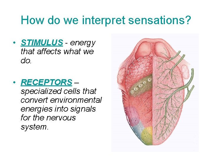 How do we interpret sensations? • STIMULUS - energy that affects what we do.