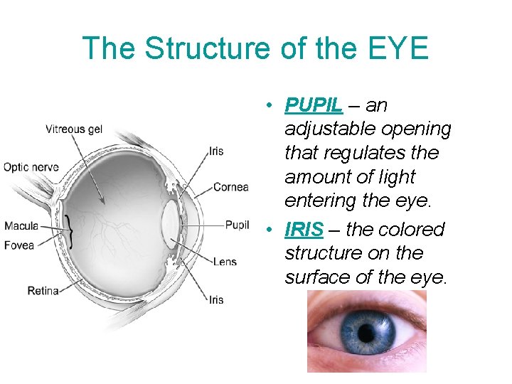 The Structure of the EYE • PUPIL – an adjustable opening that regulates the