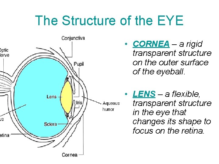 The Structure of the EYE • CORNEA – a rigid transparent structure on the