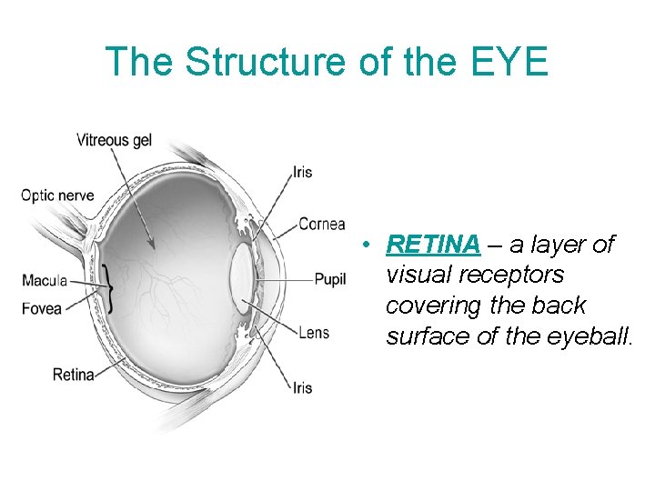 The Structure of the EYE • RETINA – a layer of visual receptors covering