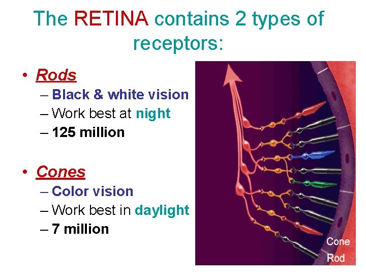 The RETINA contains 2 types of receptors: • Rods – Black & white vision