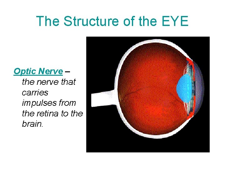 The Structure of the EYE Optic Nerve – the nerve that carries impulses from