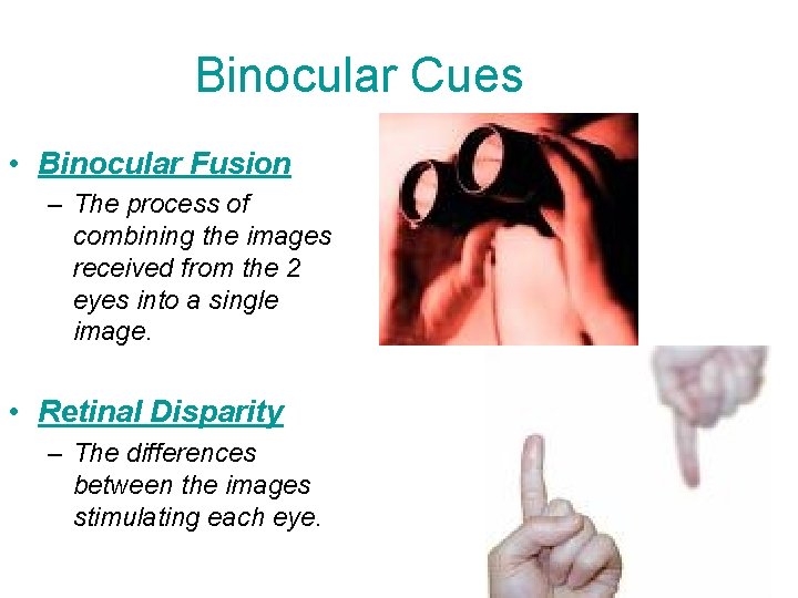Binocular Cues • Binocular Fusion – The process of combining the images received from