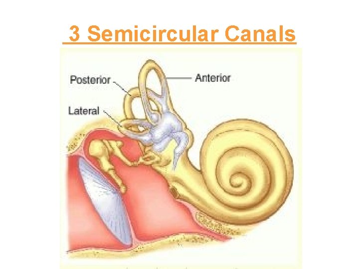 3 Semicircular Canals 