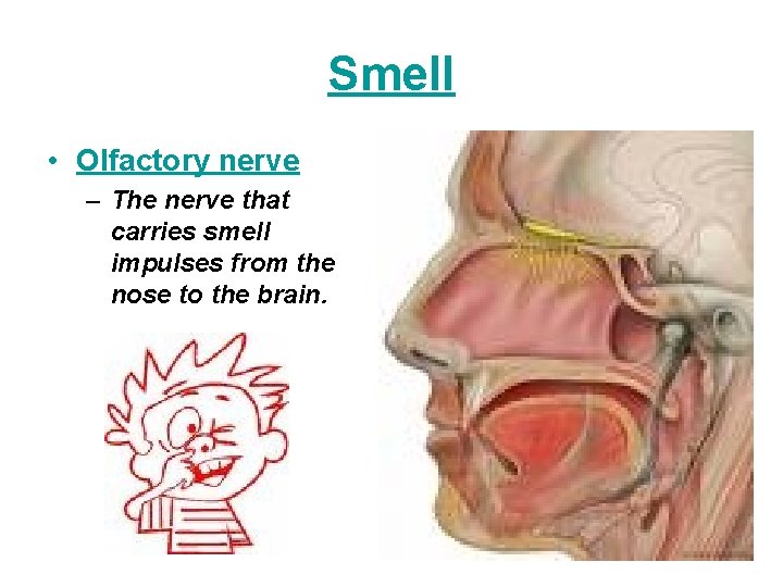 Smell • Olfactory nerve – The nerve that carries smell impulses from the nose