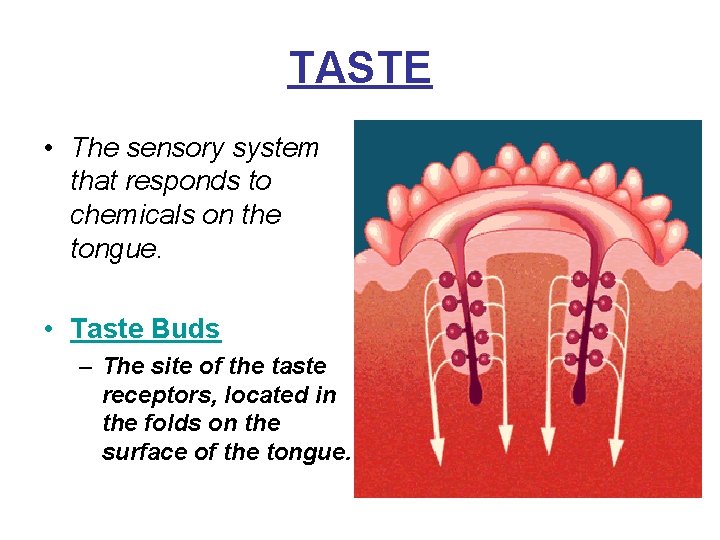 TASTE • The sensory system that responds to chemicals on the tongue. • Taste