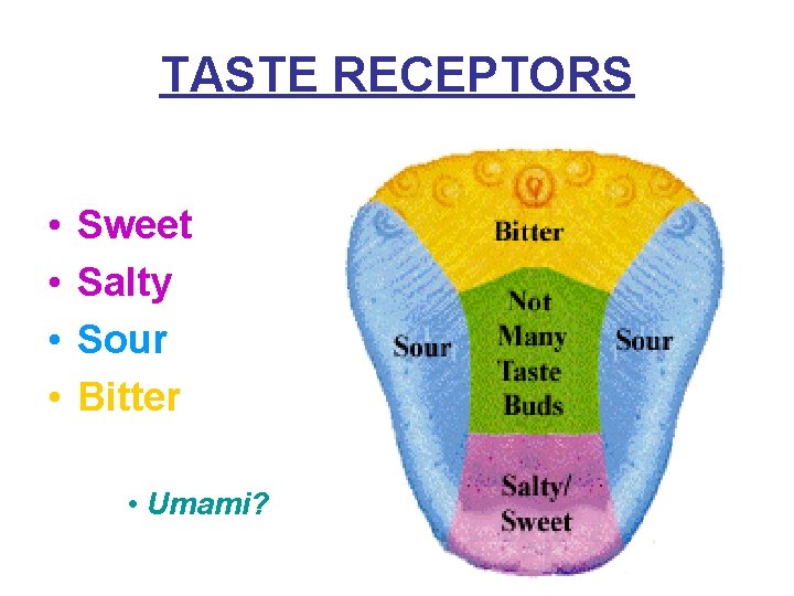 TASTE RECEPTORS • • Sweet Salty Sour Bitter • Umami? 
