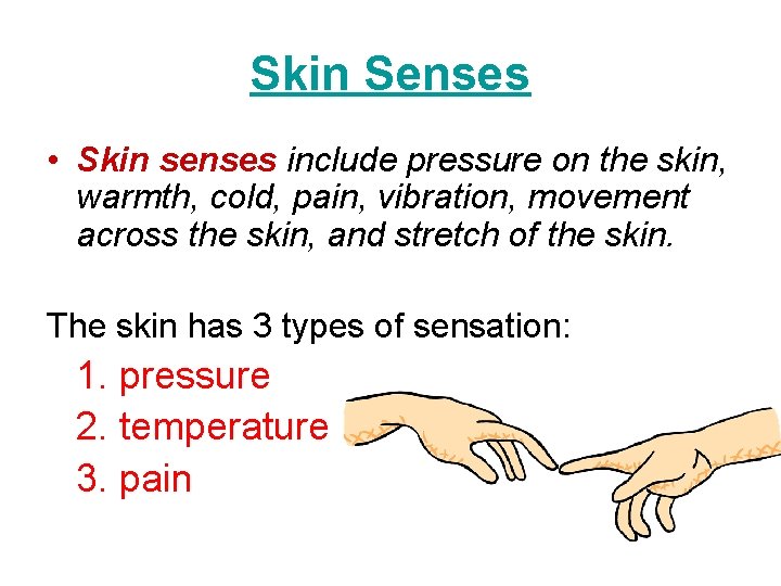 Skin Senses • Skin senses include pressure on the skin, warmth, cold, pain, vibration,