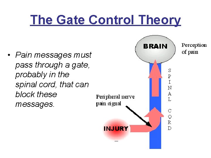 The Gate Control Theory • Pain messages must pass through a gate, probably in