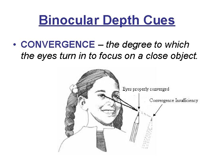 Binocular Depth Cues • CONVERGENCE – the degree to which the eyes turn in