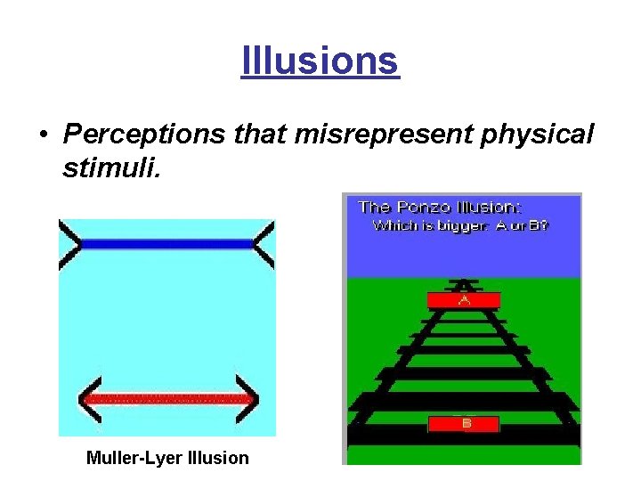 Illusions • Perceptions that misrepresent physical stimuli. Muller-Lyer Illusion 