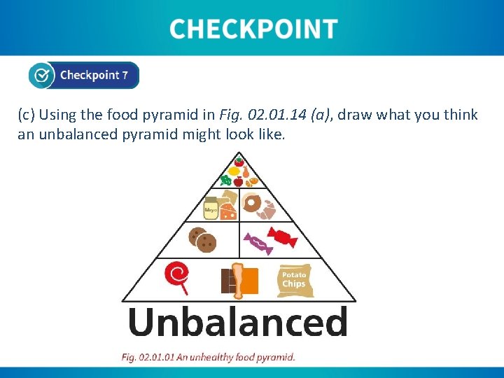 (c) Using the food pyramid in Fig. 02. 01. 14 (a), draw what you