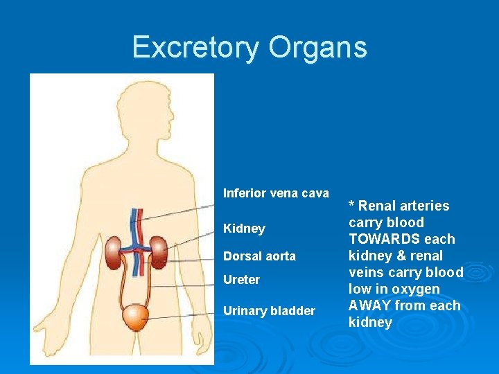 Excretory Organs Inferior vena cava Kidney Dorsal aorta Ureter Urinary bladder * Renal arteries