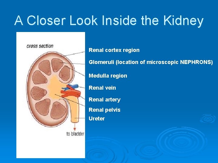 A Closer Look Inside the Kidney Renal cortex region Glomeruli (location of microscopic NEPHRONS)