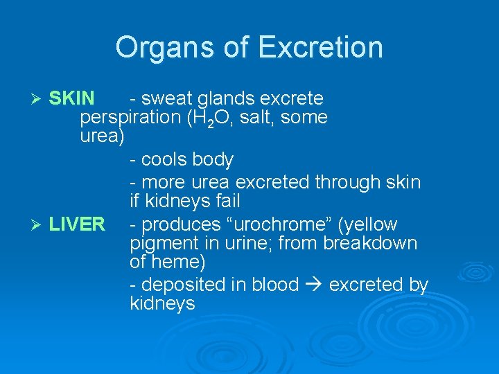Organs of Excretion SKIN - sweat glands excrete perspiration (H 2 O, salt, some